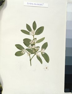 Botanikai rajz, illusztráció negyvenegy Botanikai rajzból jegyzetekkel (grafit, wc és bc papíron)